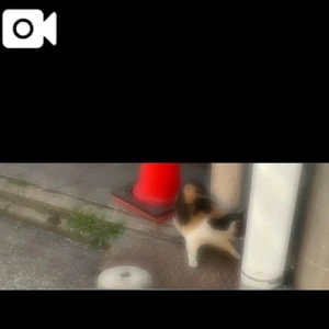 猫の日ฅ^•ω•^ฅ