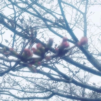 蕾𖤣𖥧𖥣｡𖥧𖧧