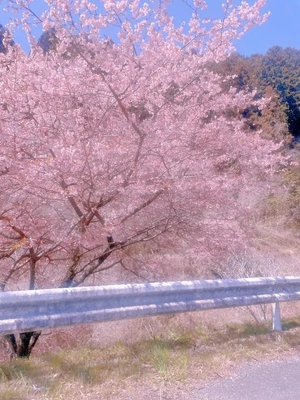 満開だね☺️🌸