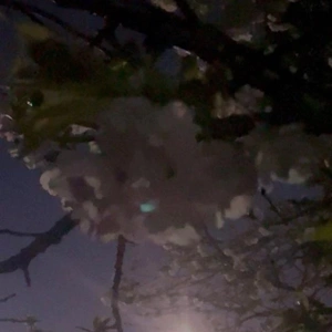 ピンクムーン🩷