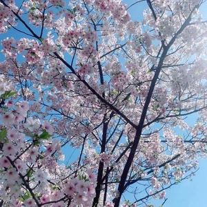 もう散っちゃったかな..