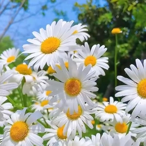 💌🕊️K様