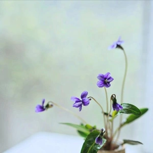 💌🕊️T様