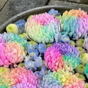 💌🕊️N様