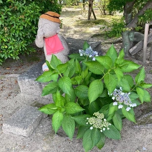 6月といえば...
