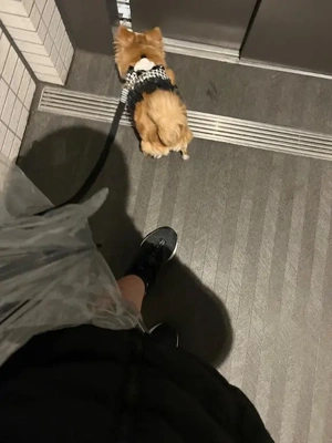 日の出前の早朝散歩♪