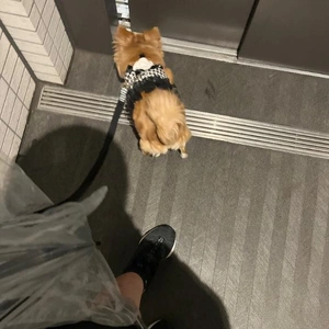 日の出前の早朝散歩♪