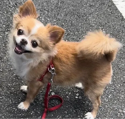 アニマルセラピー犬 ?ポポ? その1