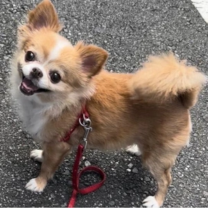 アニマルセラピー犬　?ポポ?  その1