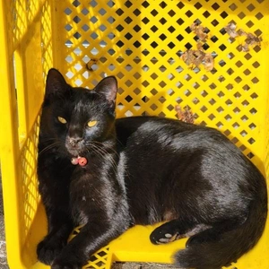 ☆あやかの1人遊び☆ お馴染み様の猫ちゃん編