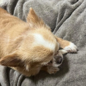 今日のわんこ。