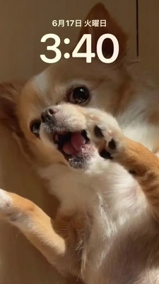 おやすみなさい。。。