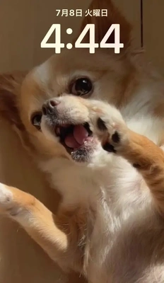 犬と暮らす生活
