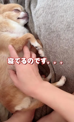 ☆今日のわんこ☆
