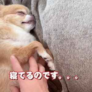 ☆今日のわんこ☆