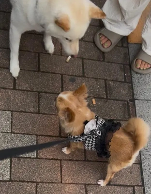 AM6:00に、ワンワン散歩 ♪