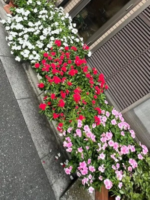かわいい ♪