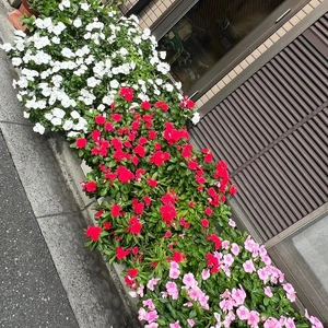 かわいい ♪