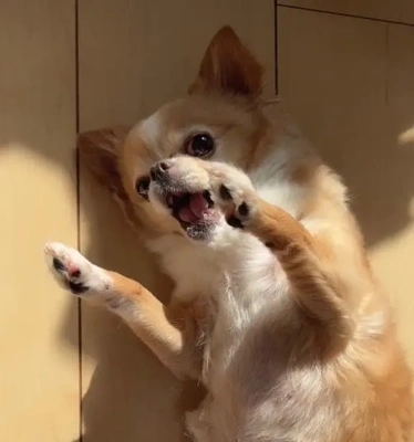 サイレントおねだり中。。。