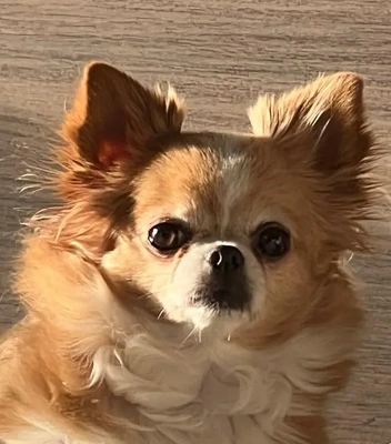 今朝のポポですよ。