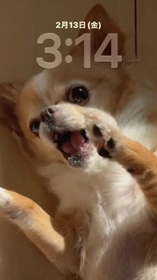 サイレントラッコ