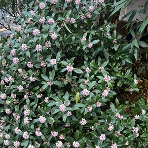 あやかルーティーン