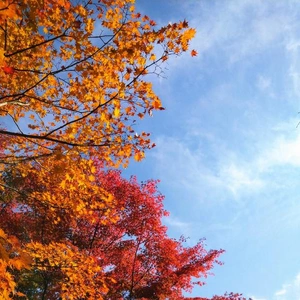 おはようございます