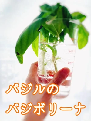 今日のバジボリーナ