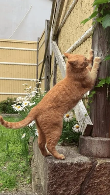 街猫♪?♪