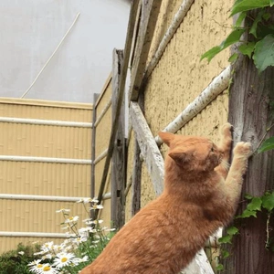 街猫♪?♪