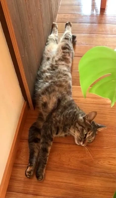 ネコまみれ♪(=^x^=)♪?????????