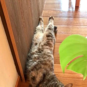 ネコまみれ♪(=^x^=)♪?????????
