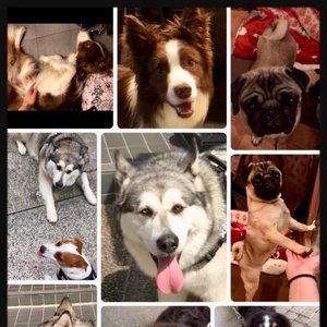 11月11日わんわんわんわん♪?