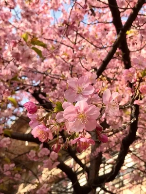 河津桜が綺麗デスネ！