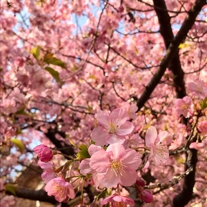 河津桜が綺麗デスネ！