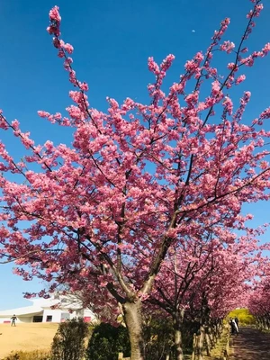 河津桜がドドドドド満開♪