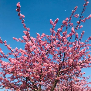 河津桜がドドドドド満開♪