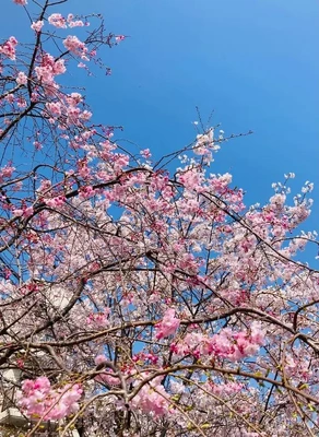 お花見の後はおなな見へ♪