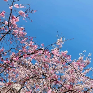 お花見の後はおなな見へ♪