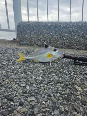 キス釣りへ!!