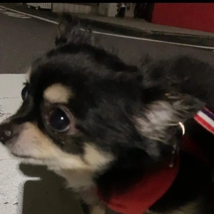 おはようございます