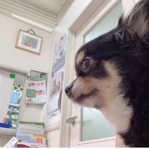 明日から出勤します
