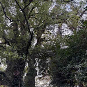 やっと、胸のつかえが落ちた日