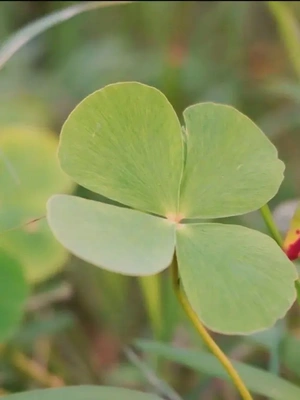 今日はちょっと緑の日