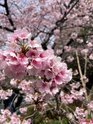 春がほどける日