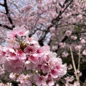 春がほどける日
