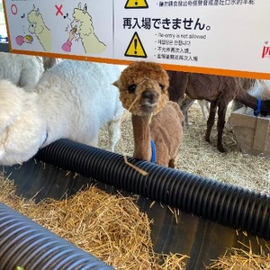 早かった?