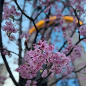 桜開花？