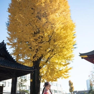 明日は酉の市だから今日の夜から