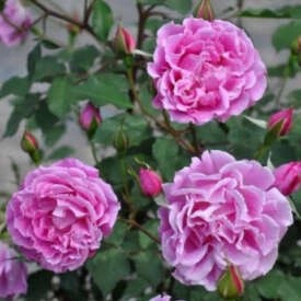 5月